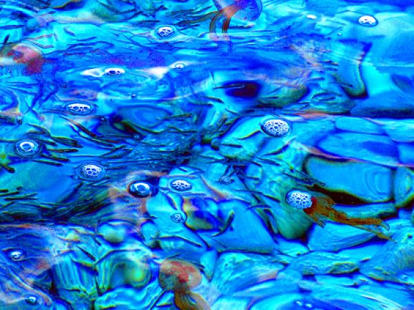 Kleine Fische und Quallen