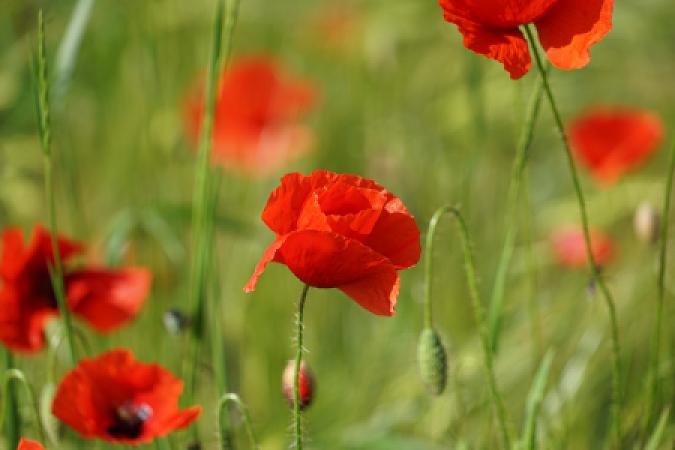 Mohnblumen