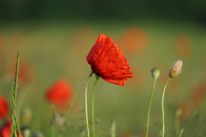 Mohnblume