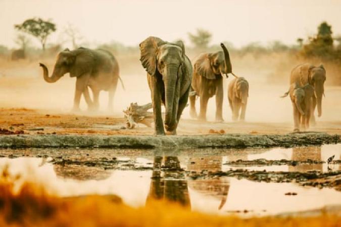 Elefanten am Wasserloch