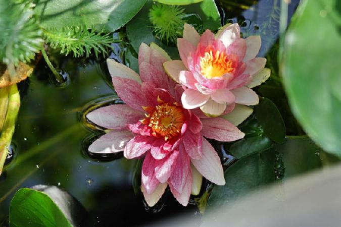 Seerose