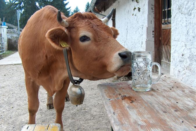 Schad, is scho laar!, Bucheralm