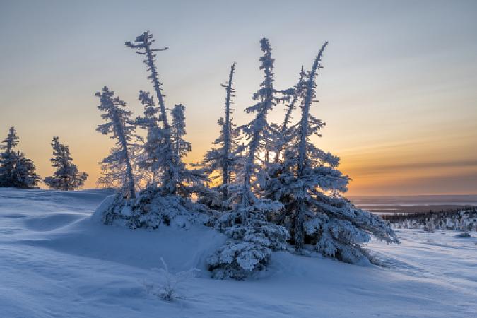 Riisituntari Sunrise