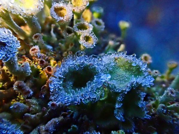 Moosblüte mit Eiskristall