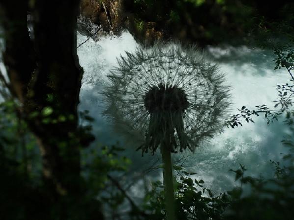 Löwenzahn am Wasserfall