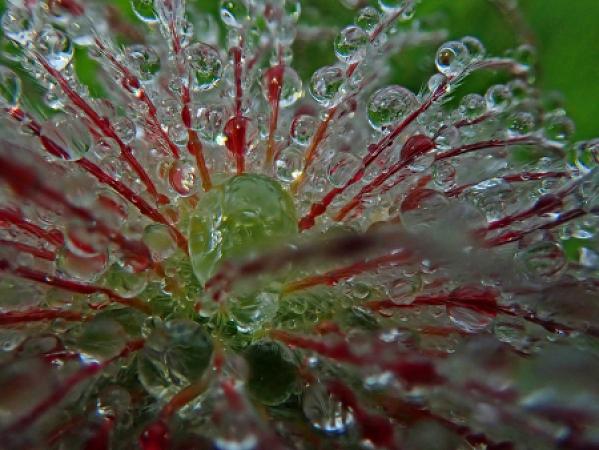 Wildes Männle mit Tautropfen