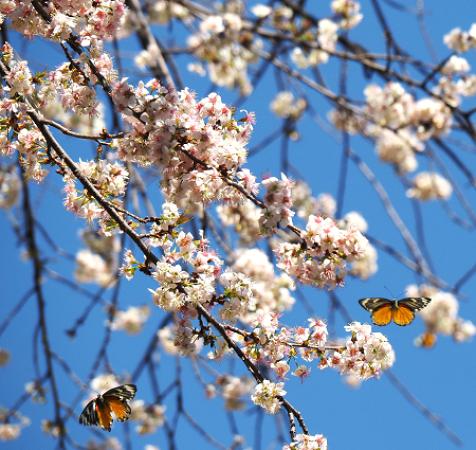 Garden of dreams - Kathmandu