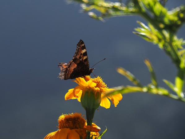 Farbenspile im Himalaya